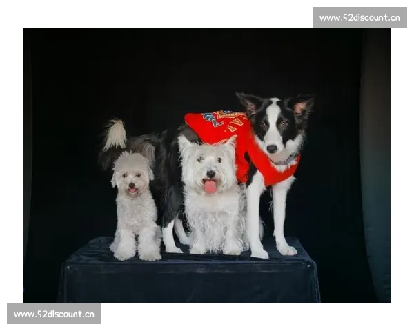 狗狗竞技大赛精彩纷呈 各路萌犬同台竞技比拼速度与智慧